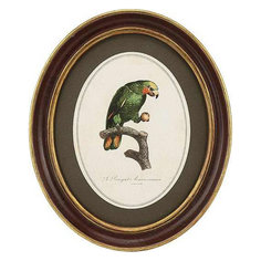Картина в овальной раме Glasar зеленый попугай с добычей в когтях, 25x3x30 см ГЛАСАР