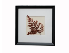 Панно с бордовым папоротником адиантум (wowbotanica) красный 25x25 см.