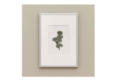 Панно с эвкалиптом (wowbotanica) зеленый 22x31 см.