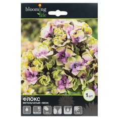 Корневища флокса Неон 1 шт 7 ЦВЕТОВ