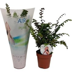 Растение Дидимохлена 30 см 7 ЦВЕТОВ