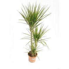 Растение Драцена Фрагранс Джанет Крейг 115 см 7 ЦВЕТОВ