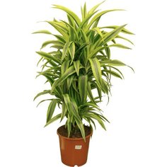 Растение Драцена Фрагранс Лемон Лайм 120 см 7 ЦВЕТОВ