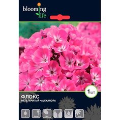 Корневища Флокс 7 ЦВЕТОВ