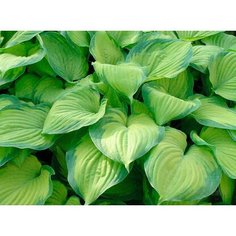 Корневища Хоста Гукамоле 1 шт 7 ЦВЕТОВ