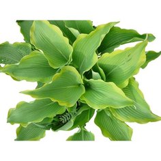 Корневище Хосты Атлантис 7 ЦВЕТОВ