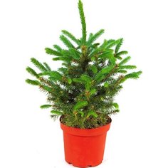 Ель колючая Блю Даймонд 7 ЦВЕТОВ