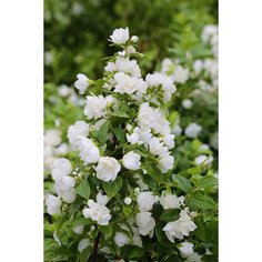 Растение Чубушник 7 ЦВЕТОВ