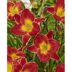 Луковицы Лилейник Блэкберд Айленд 7 ЦВЕТОВ