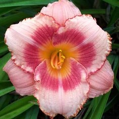 Луковица Лилейника гибридного Строберри Кэнди 7 ЦВЕТОВ