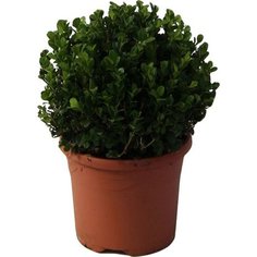 Саженец Самшит Семпервиренс шар C3 Н20-25 7 ЦВЕТОВ