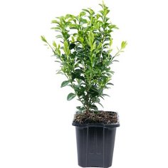 Саженец Самшит (Буксус) Семпервиренс Арборесценс C0,5 H10-15 7 ЦВЕТОВ