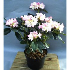 Саженец Рододендрон гибридный Гомер Ватерер C20 H70-80