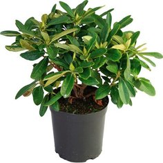 Саженец Рододендрон Александра C7 H40-50