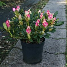 Растение Рододендрон гибридный Х. Шарман H40-50 7 ЦВЕТОВ