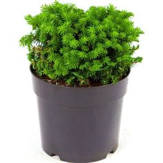 Саженец Пихта корейская Кис С7 H25-30