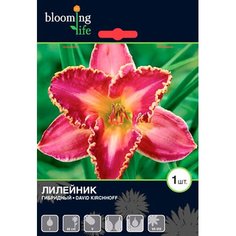 Корневища Лилейник Давид Кирхофф 1 шт 7 ЦВЕТОВ