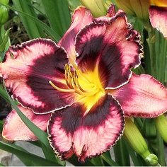 Луковицы Лилейник Сент Симонс Айленд 1 шт 7 ЦВЕТОВ