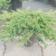 Растение Можжевельник горизонтальный Принц Уэльса C7 H30-40