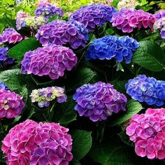 Гортензия древовидная микс №2 7 ЦВЕТОВ