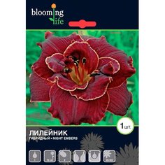 Корневища Лилейник махровый 7 ЦВЕТОВ