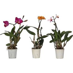 Растение Орхидея Каттлея 45 см 7 ЦВЕТОВ