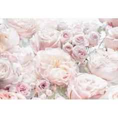 Фотообои «Весенние розы», бумажные, 368x254 см, 8-976 Komar
