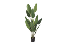 Куст стрелиции в горшке (garda decor) зеленый 175 см.