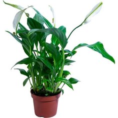 Растение Спатифиллум Шопен 30 см D9 7 ЦВЕТОВ