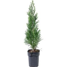 Саженец Туя западная Смарагд С1,5 Н20-30 7 ЦВЕТОВ