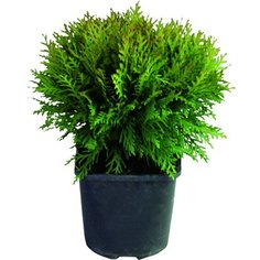 Саженец Туя западная Даника С2 H20-25 7 ЦВЕТОВ