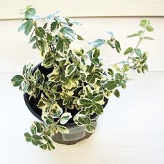 Саженец Бересклет Форчуна Эмеральд Гайети C0,5 H15-20 7 ЦВЕТОВ