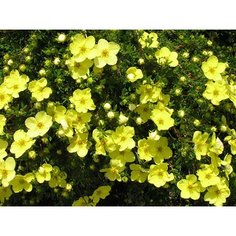 Растение Лапчатка кустарниковая 7 ЦВЕТОВ