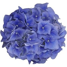 Саженец Гортензия Тру Блю C5 H30-40 7 ЦВЕТОВ