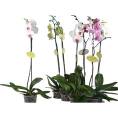 Растение Орхидея Фаленопсис Оптифлор 100 см 1 стебель 7 ЦВЕТОВ