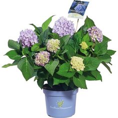 Растение Гортензия Эндлесс Саммер C5 H30-40 розовая 7 ЦВЕТОВ