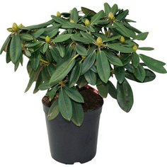 Растение Рододендрон якушиманский Фантастика C7 H40-50