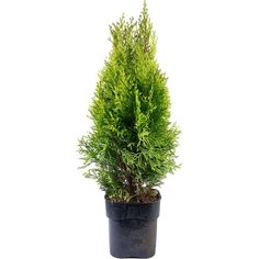 Растение Туя Брабант 7 ЦВЕТОВ