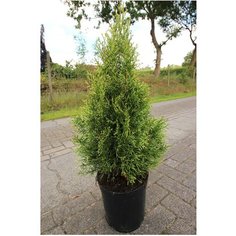 Растение Туя Вайт Смарагд 7 ЦВЕТОВ