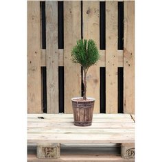 Растение Туя Смарагд 7 ЦВЕТОВ