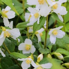 Саженец Чубушник Аваланч С5 H60 7 ЦВЕТОВ