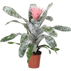 Растение Эхмея Фасциата Примера №2 D15 H70