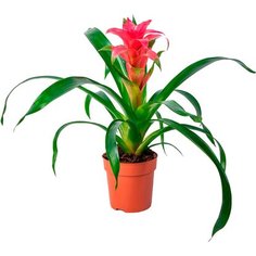 Растение Бромелия H60 D13 7 ЦВЕТОВ