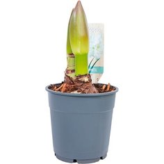 Растение Гиппеаструм H35 D13 7 ЦВЕТОВ