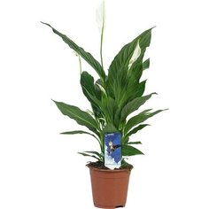 Растение Спатифиллум Купидо Компакто H50 7 ЦВЕТОВ