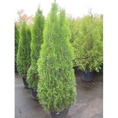 Растение Туя западная 7 ЦВЕТОВ