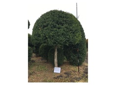 Можжевельник вергинский на штамбе 1.5-1.8 м (долина холмов) зеленый 150 см.