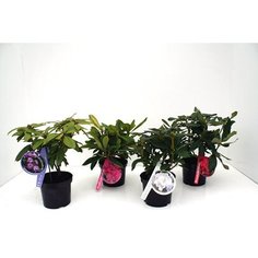 Растение Рододендрон карликовый 7ЦВЕТОВ C0,5 H10