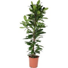 Растение Фикус Циатистипула 150 см 7 ЦВЕТОВ