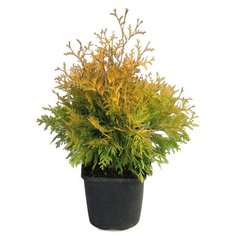 Растение Туя западная Еллоу Риббон 7 ЦВЕТОВ